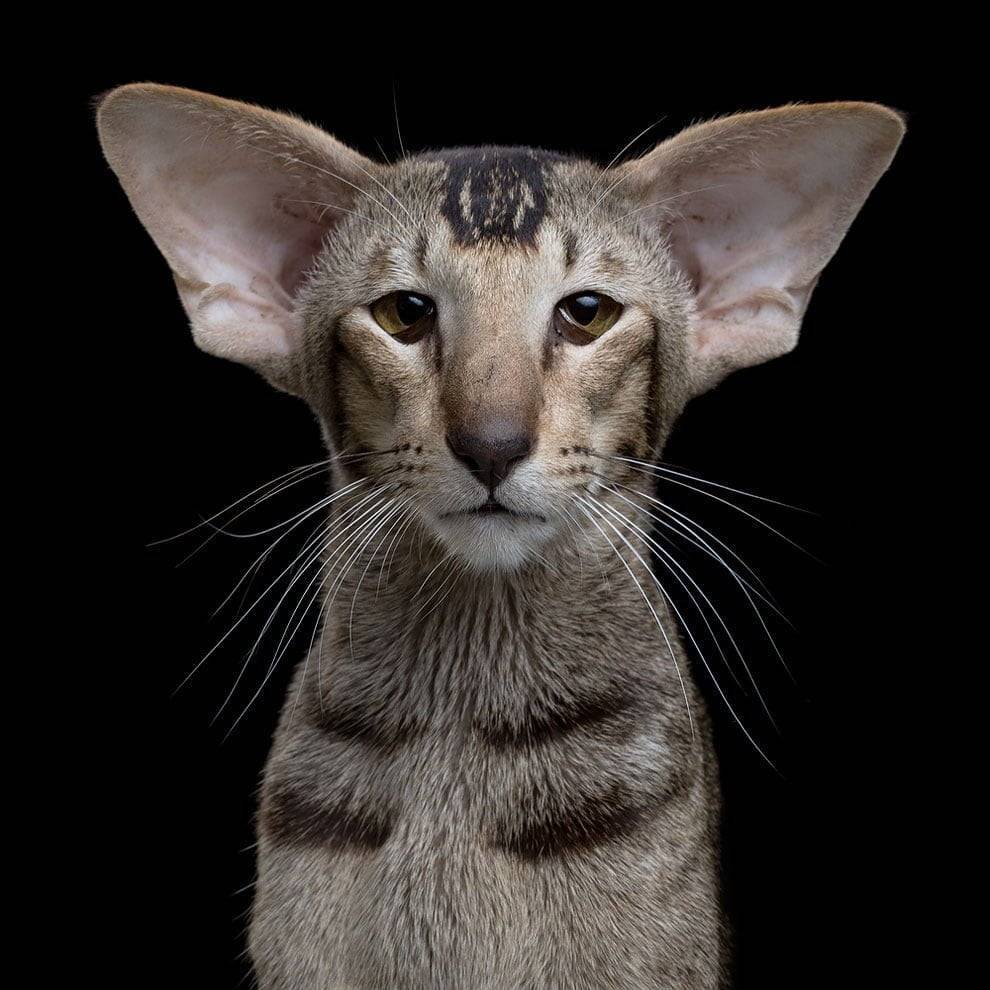 Кошки с большими ушами, порода кошек с большими ушами
