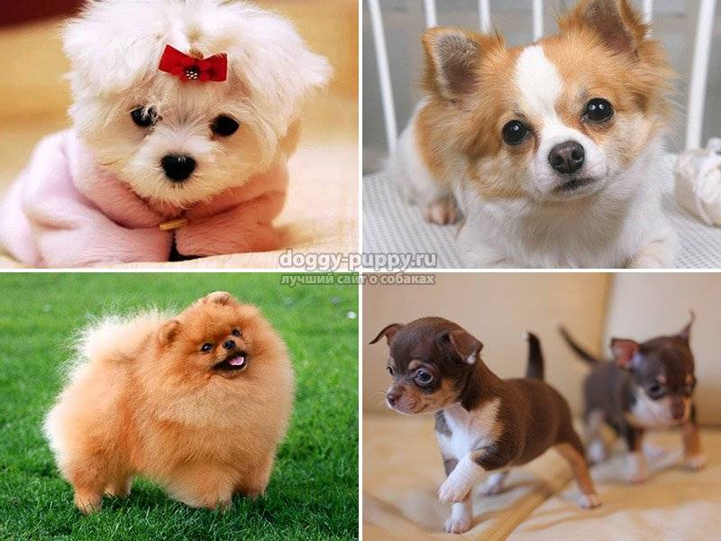 Все породы декоративных карликовых собак: какие бывают, характеристики