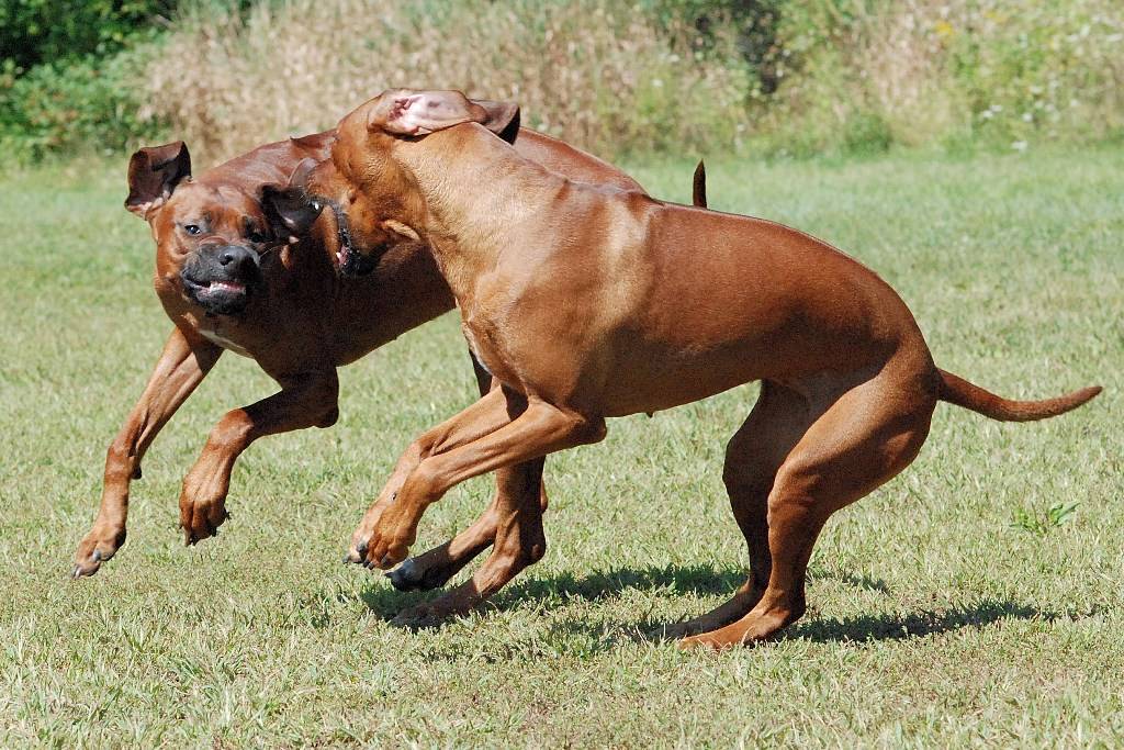 Самые опасные собаки в мире — 10 пород с фото и описанием