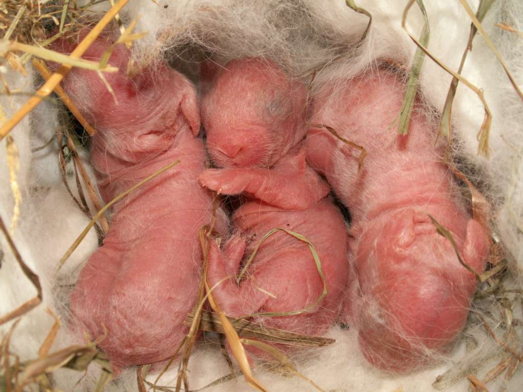 Беременность и роды кроликов: сроки, признаки, правила ухода