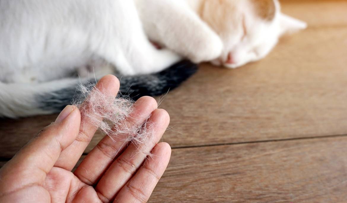 Аллергия на кошек – симптомы и лечение