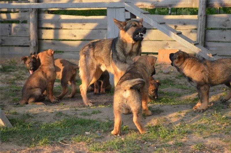 Как нужно выбирать щенка немецкой овчарки: советы и рекомендации | звери дома