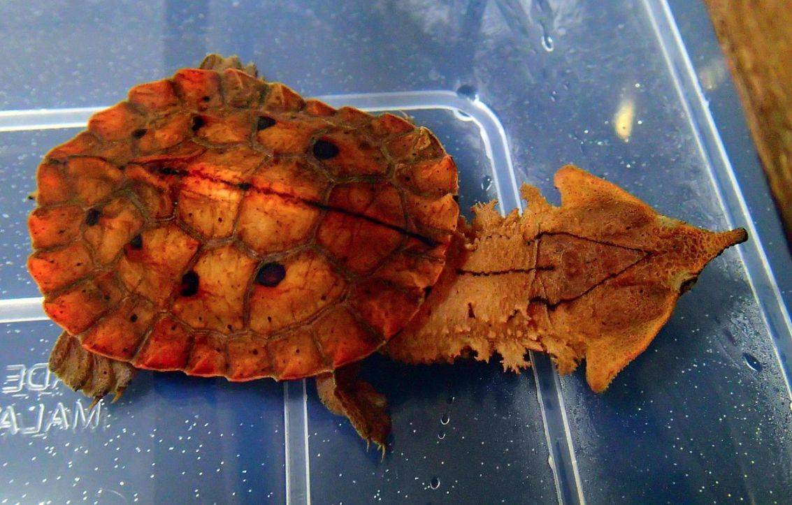 Черепаха матамата: внешность и интересные факты - факты - шняги.нет