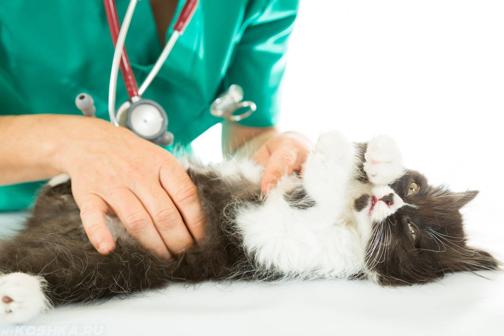 Мастит у кошки: причины, симптомы, как лечить в домашних условиях, особенности лечения нерожавшего животного