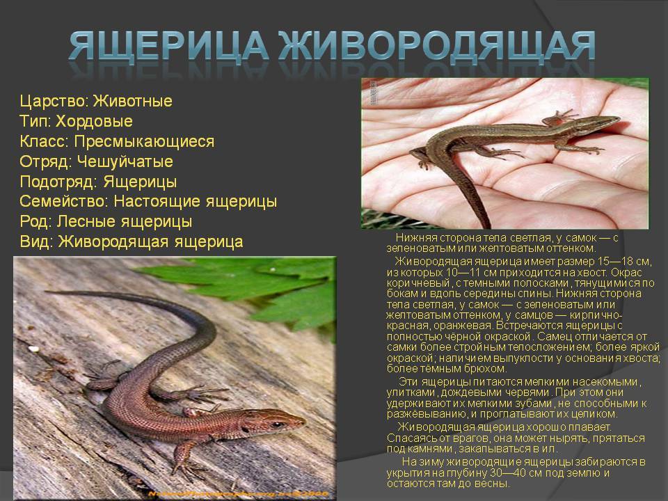Агама кавказская: описание и место обитания. агама степная агама степная развитие когтей