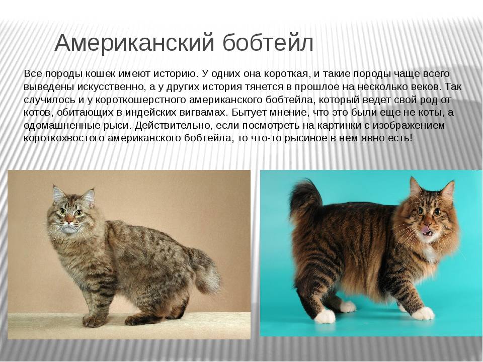 Кошка бобтейл: особенности содержания и фото уникальной породы