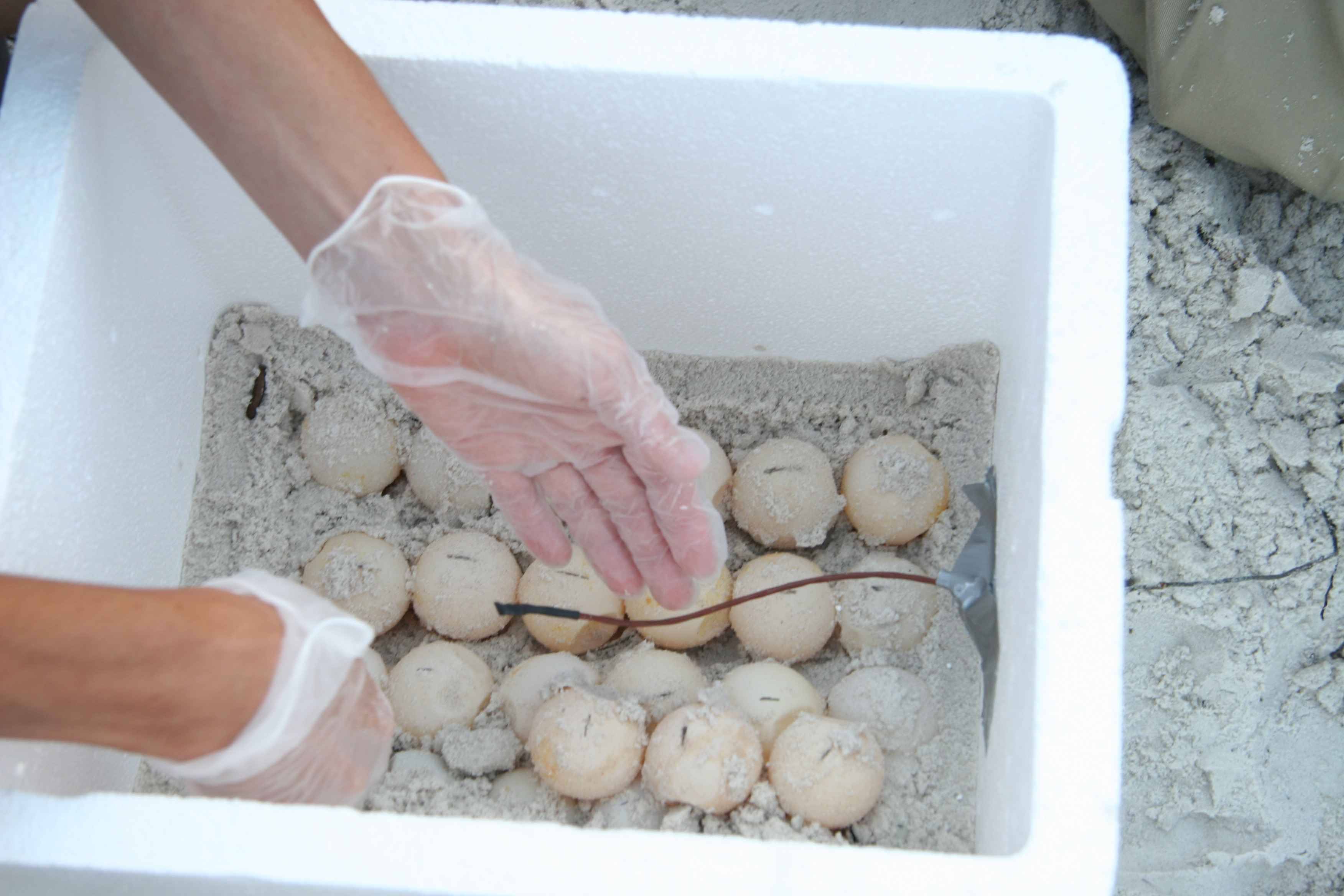Как часто морские черепахи откладывают яйца. морские черепахи. как выглядит процесс откладывания яиц