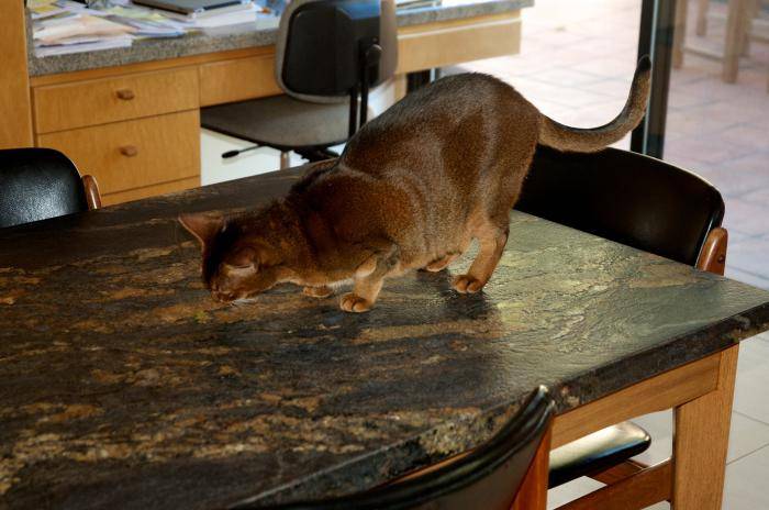 Как отучить котенка лазить по столу? как отучить кота лазить на стол?