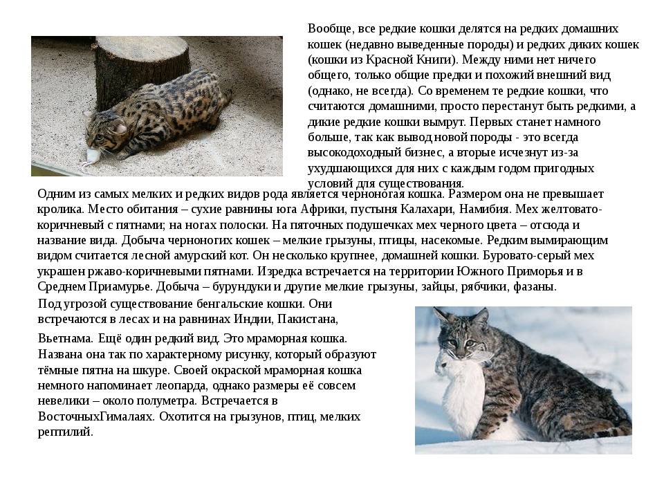 Бобтейл - виды и их описание 33 фото - kisa.su