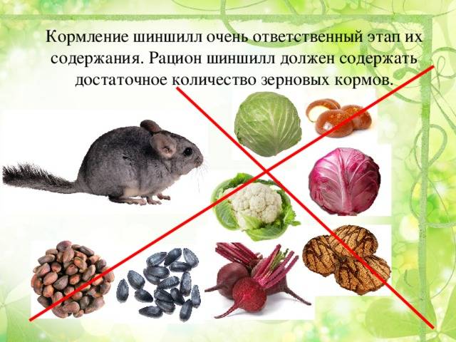 Чем кормить шиншиллу в домашних условиях? чем кормить шиншиллу можно, а чем нельзя? :: syl.ru