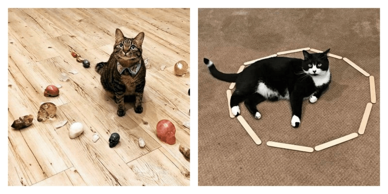 Как поймать кота и пристроить его в дальнейшем: методы и средства