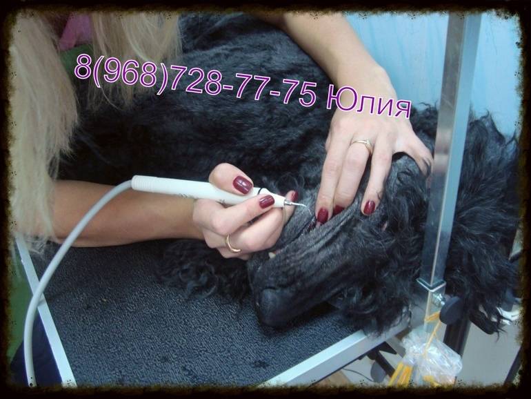 Чистка зубов ультразвуком для собак: подготовка и проведение процедура