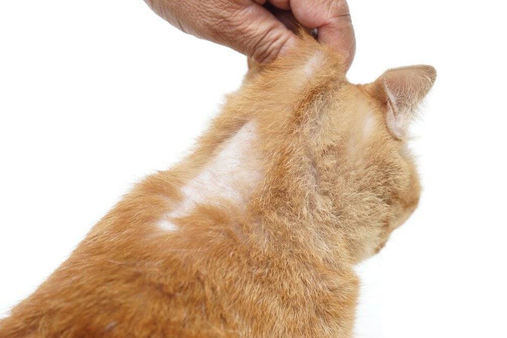 Кот часто трясёт головой и чешет уши: что делать