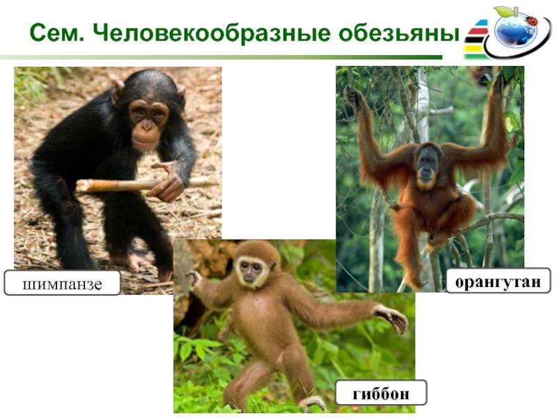 Исследование поведения человекообразных обезьян в естественной среде обитания, реферат