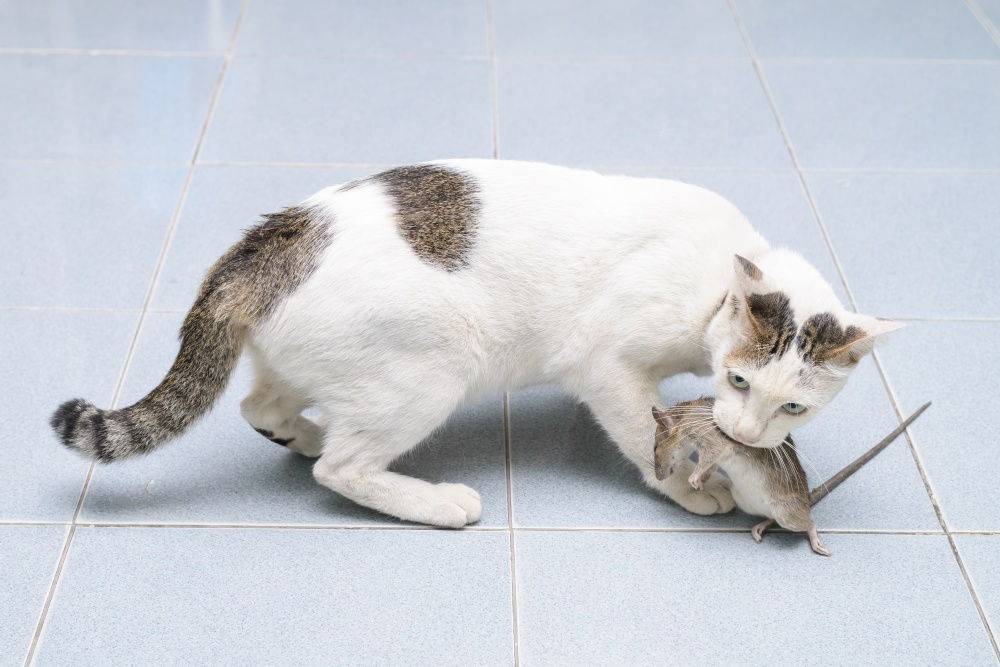 Кошки крысоловы - 5 пород, описание и фото