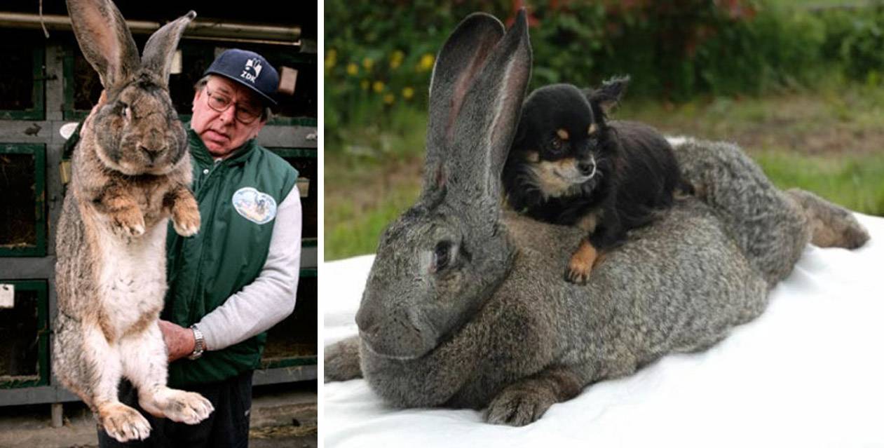 Самые крупные породы кроликов - описание