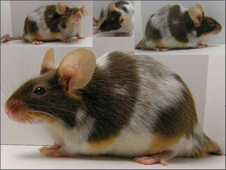 Виды мышей с фото и названиями: домовая, иглистая, черная, белая, серогорбая, земляная, ушастая и другие
