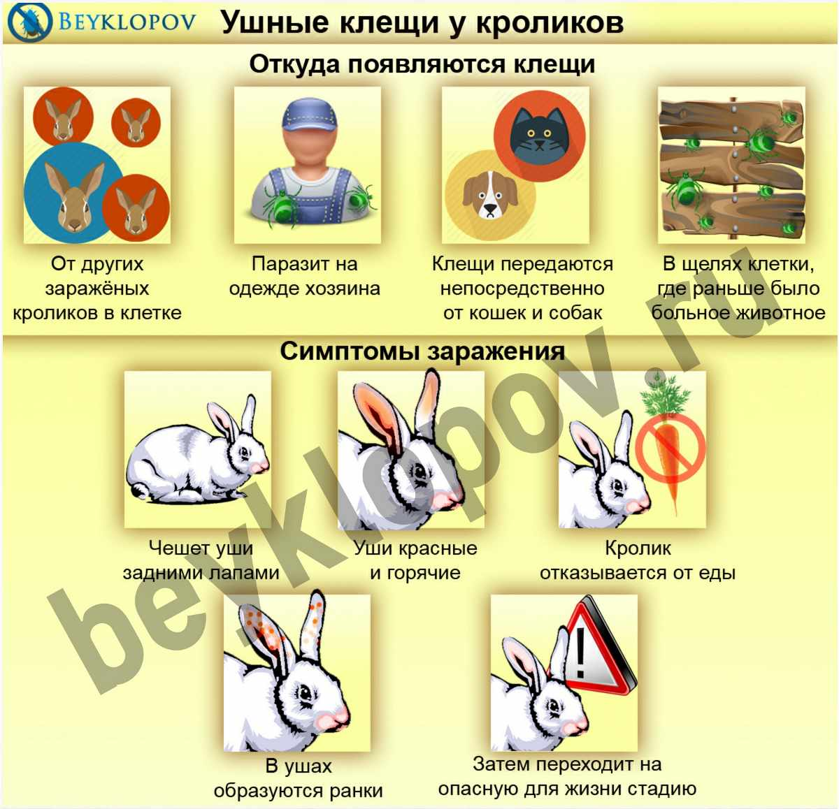 Ушной клещ у кроликов: лечение каплями и спреем, народные рецепты
