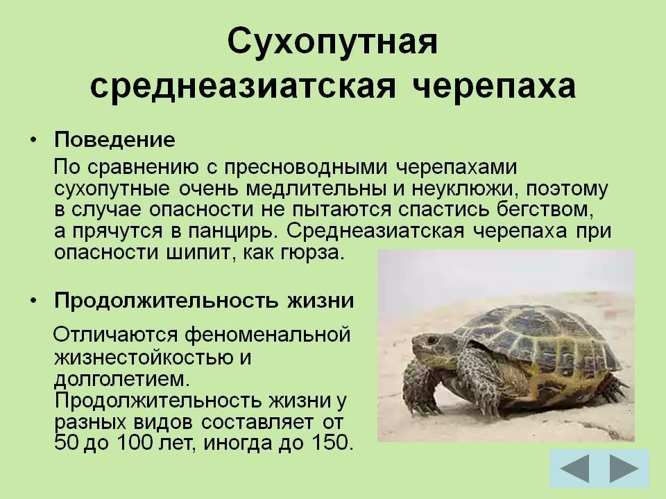 Какие черепахи живут и водятся в россии