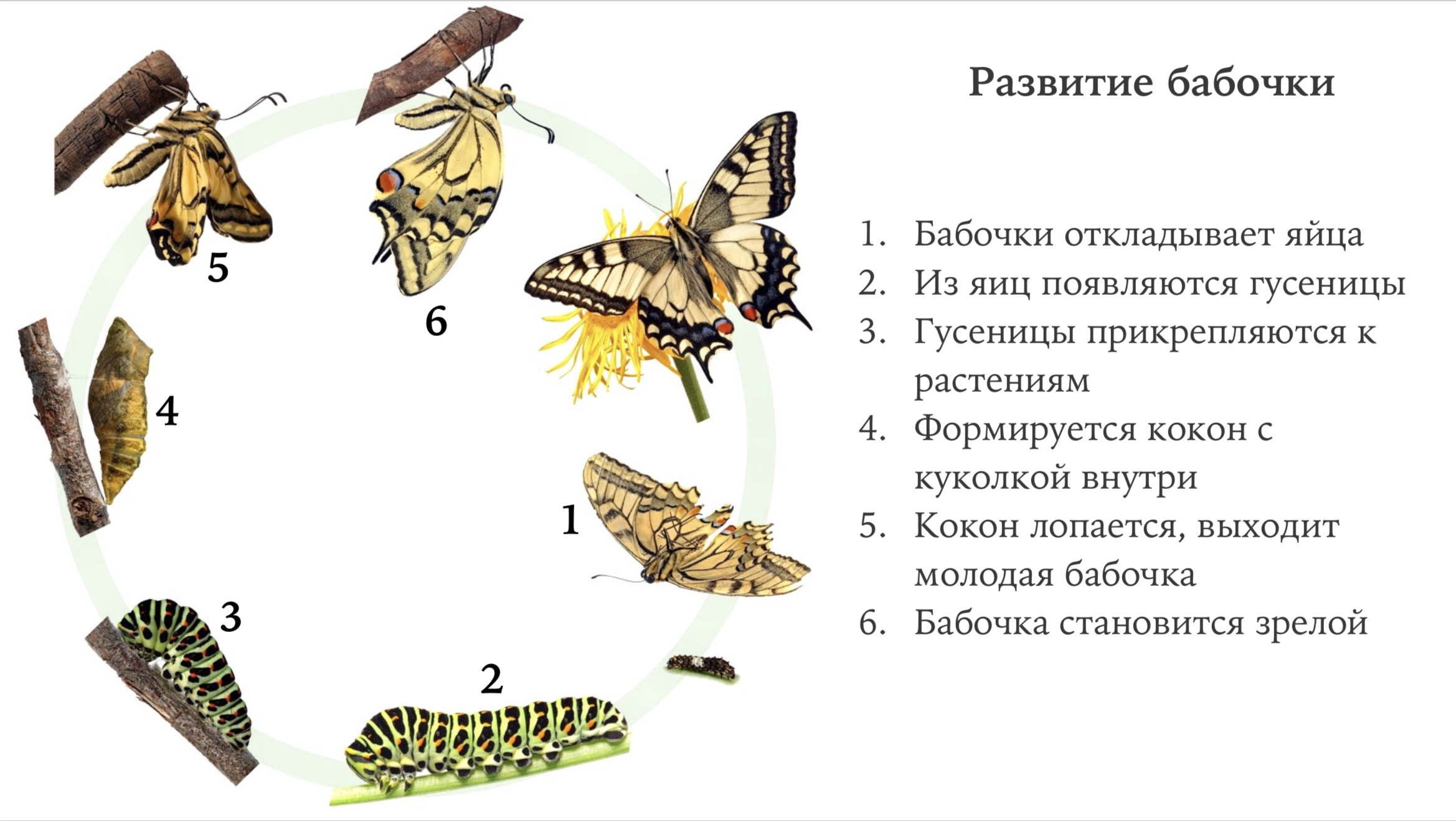✅ как появляется бабочка из гусеницы - усадьбанатали.рф