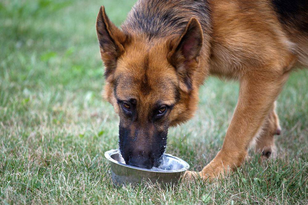Почему собака ест землю? нехватка витаминов и минералов? поедание грязи и камней у собак