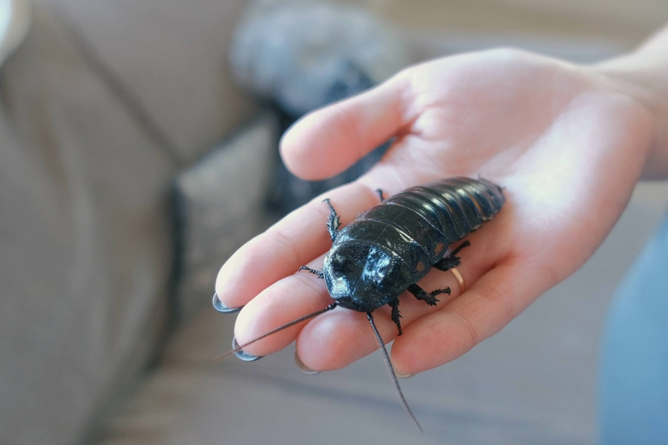 Мадагаскарский таракан: все в подробностях о жизни шипящих насекомых