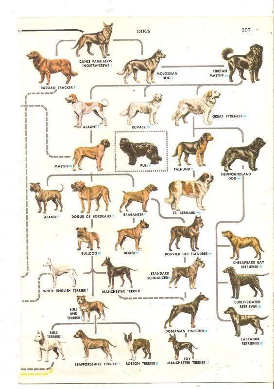 Самая древняя порода собак — фото и описание