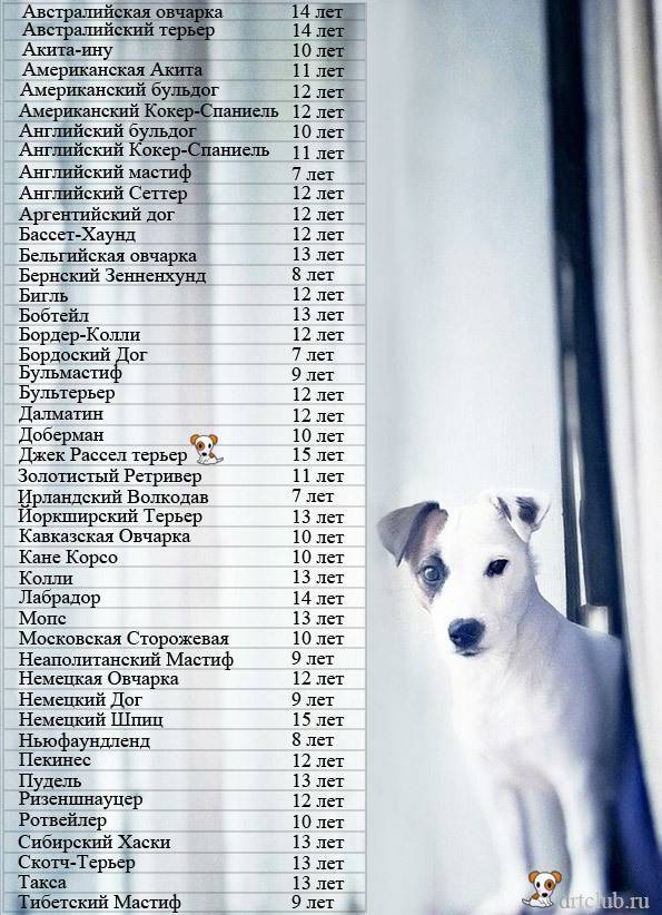 Таблица соотношения возраста собаки и человека - возраст собаки по человеческим меркам.