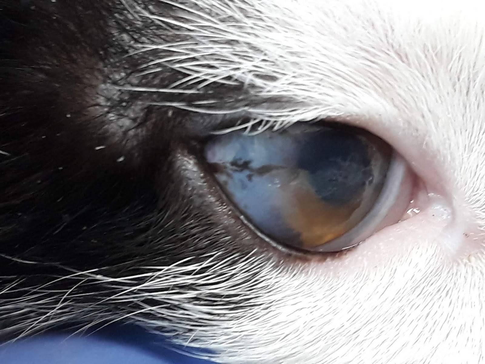 6 причин почему у кошки слезится один глаз