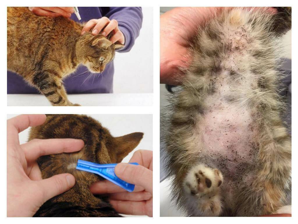 Что такое болезнь кошачьих царапин, как выявить болезнь, как выглядит и как вылечить