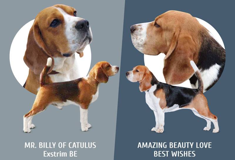 Бигль: фото собаки, описание и характеристика породы