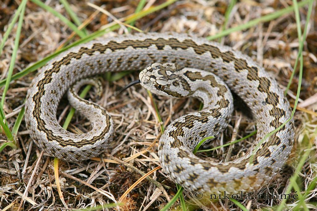 Медянка: описание, ареал, особенности поведения и образа жизни змеи