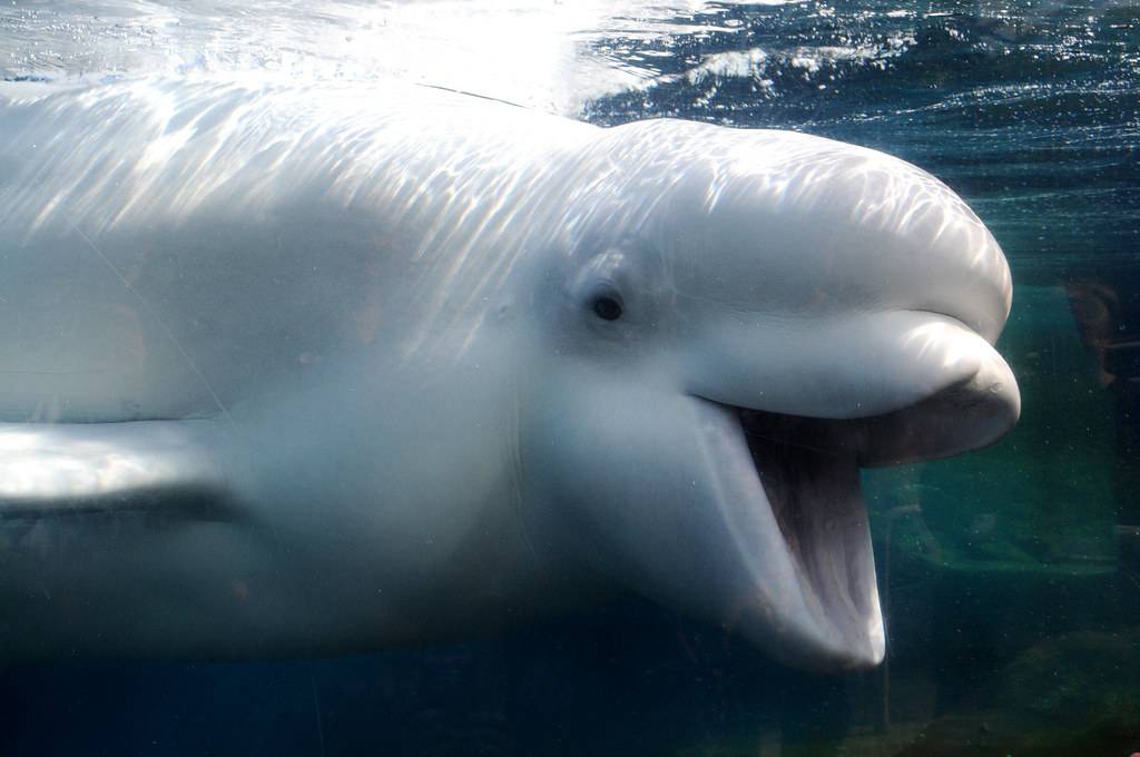 Белуха (кит): фото, особенности, образ жизни животного