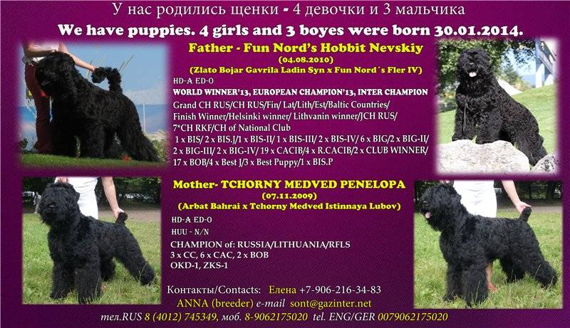 Описание породы собак русский черный терьер (собака сталина) с отзывами владельцев и фото