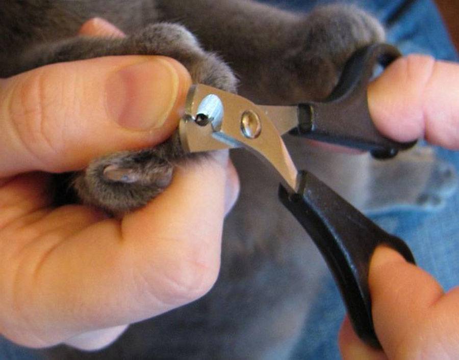 Как и чем подстричь когти котенку