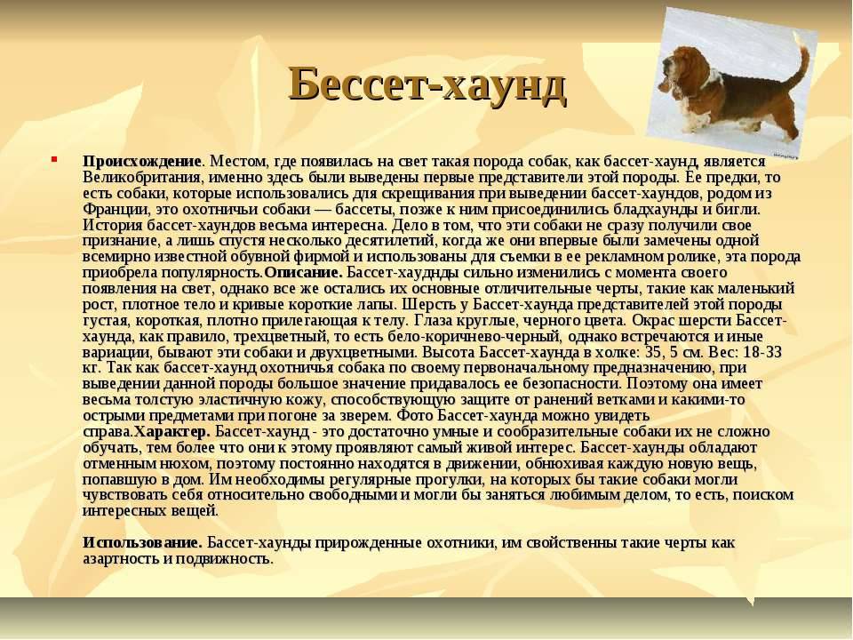 ᐉ откуда и как появились собаки: от кого произошли, история происхождения и гипотезы - kcc-zoo.ru