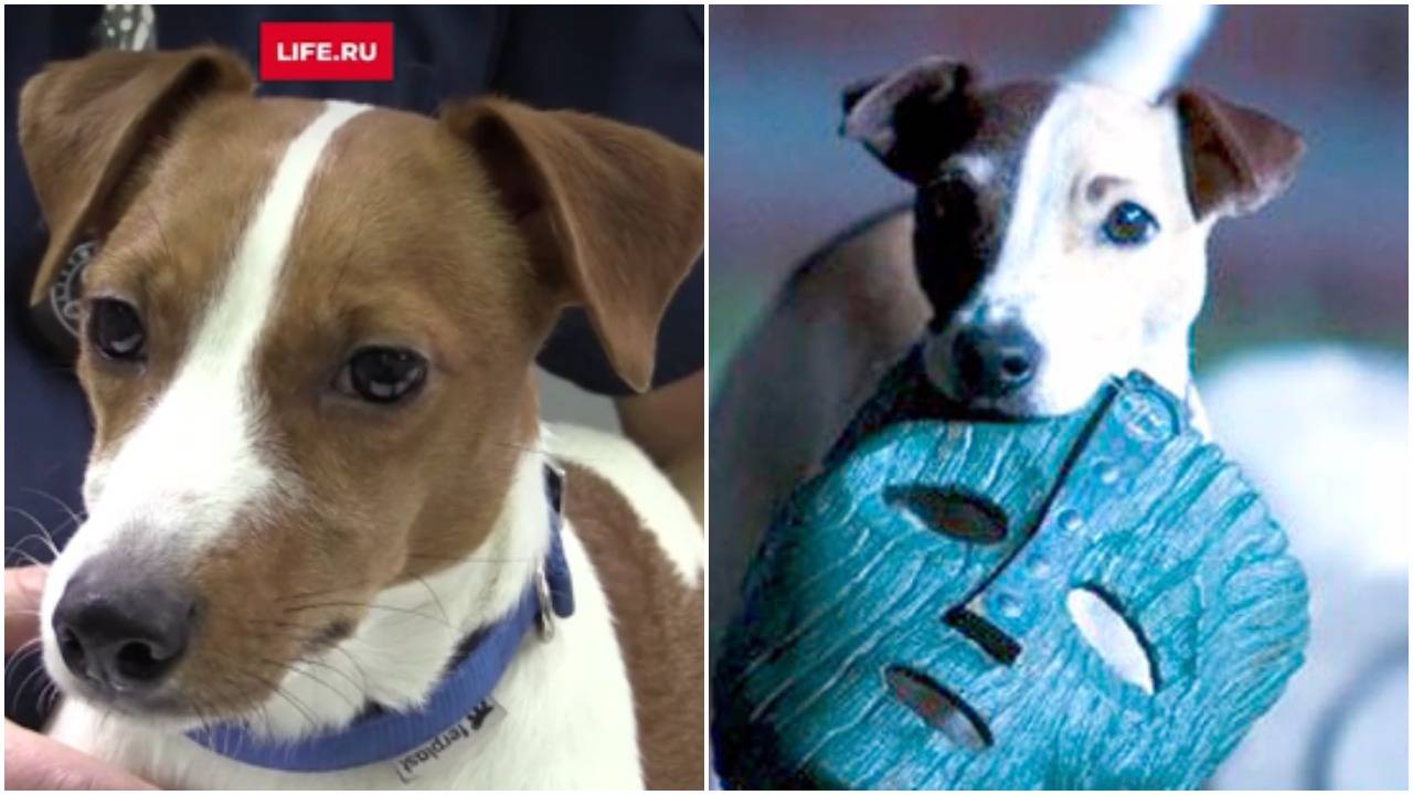История собаки майло, которая снималась в фильме «маска»: особенности породы