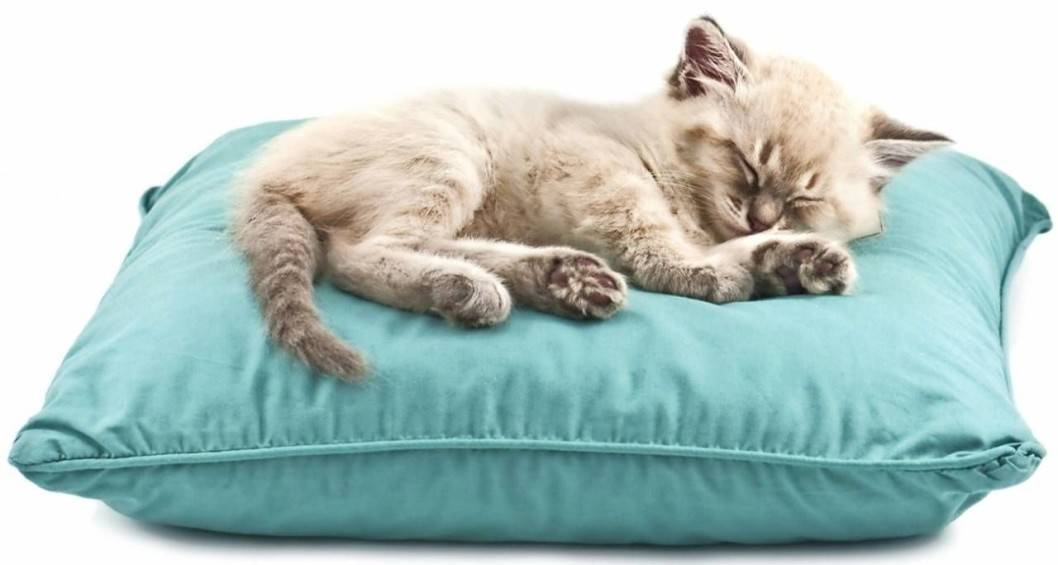 Котик – тёпленький животик: пускать ли пушистого питомца спать с малышом