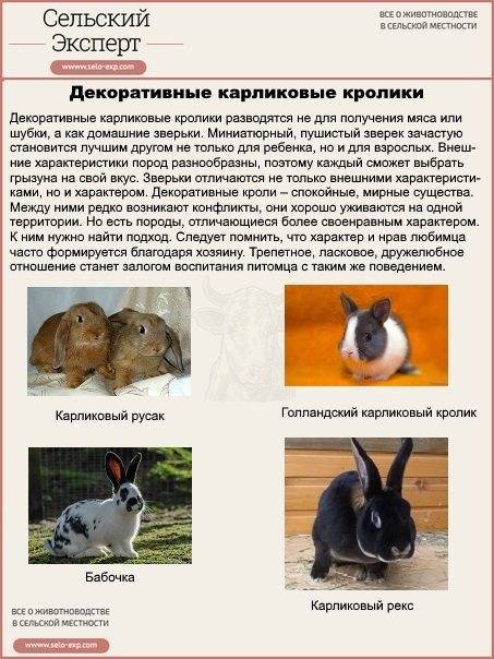 Породы кроликов - названия и фото (каталог)