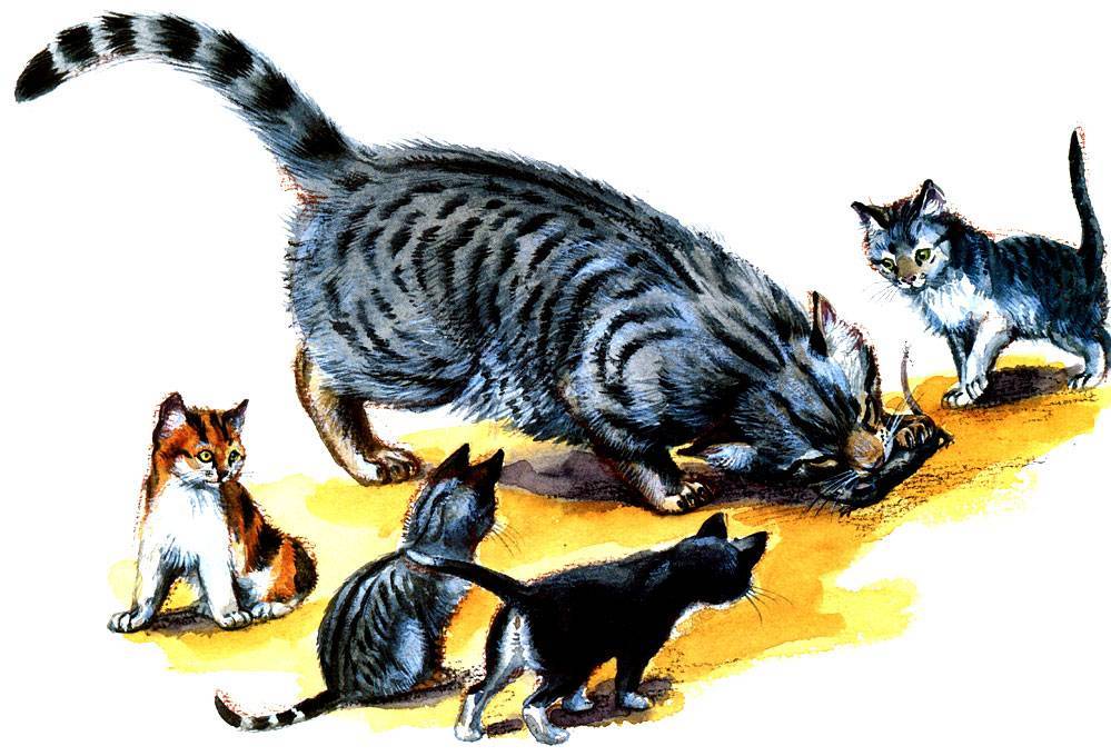 Какие кошки лучше ловят крыс и мышей? | ваши питомцы