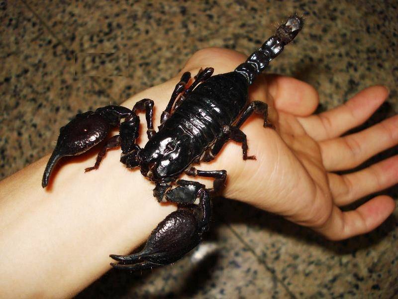 Императорские скорпионы: описание, где обитают, ядовиты или нет