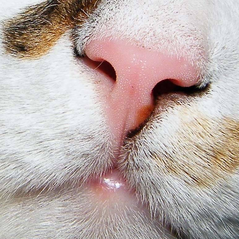 Заложенный нос у кошки когда дышит: варианты что делать в домашних условиях