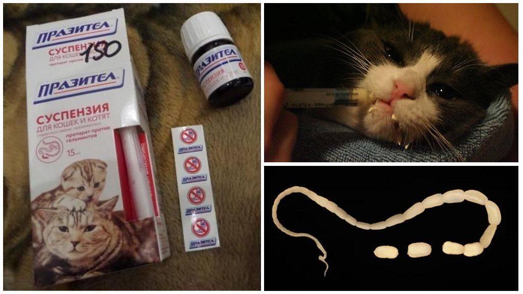 Домашнее лечение от глистов у кошек: народные средства, лекарства