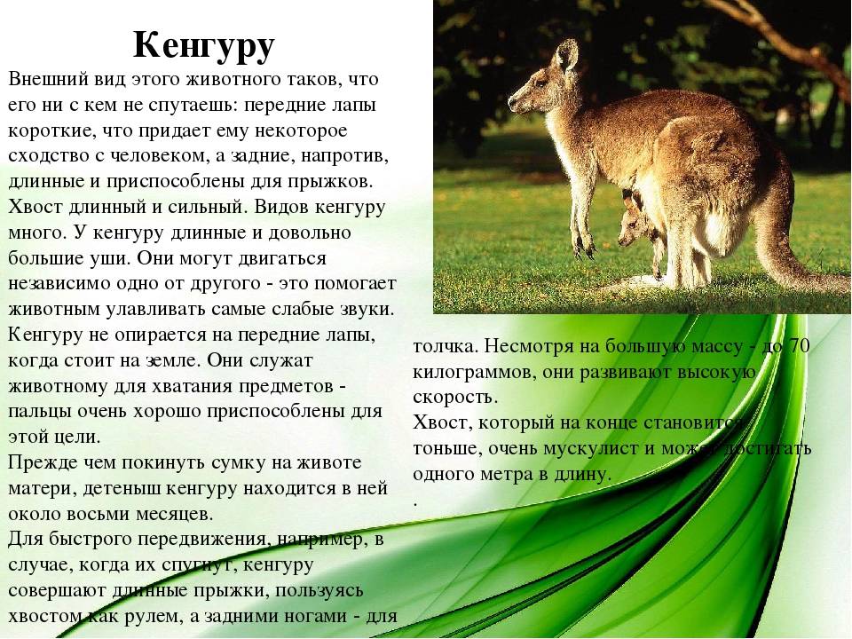 Кенгуру: виды, фото, описание, образ жизни своеобразного животного
