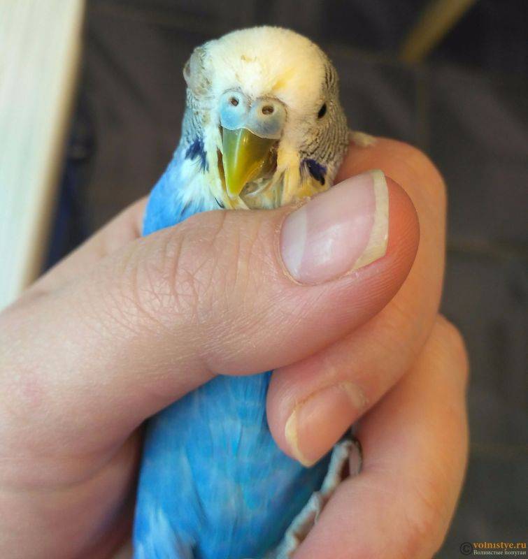 Как отучить попугая кусаться: 10 шагов
