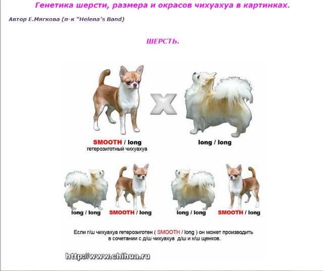 ᐉ как ухаживать за щенком чихуахуа - ➡ motildazoo.ru