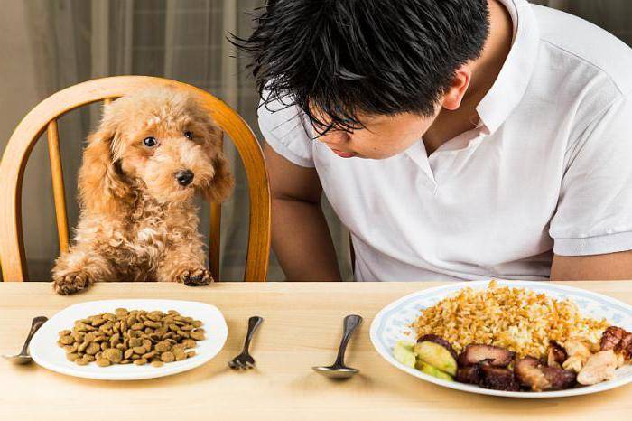 10 причин почему собака отказывается от еды