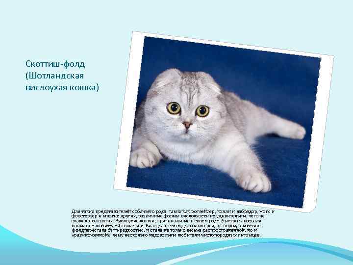 Британская вислоухая кошка – описание породы