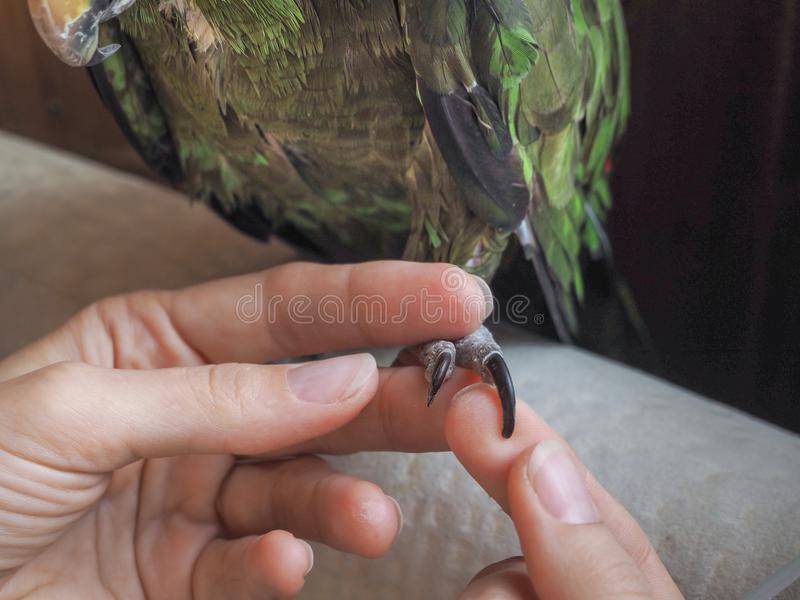 Как подстригать когти волнистому попугаю