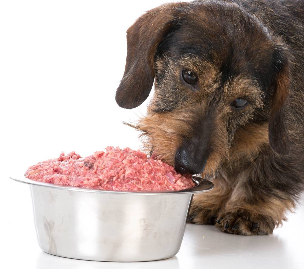 Почему нельзя свинину собакам? узнайте ответ | блог ветклиники "беланта"